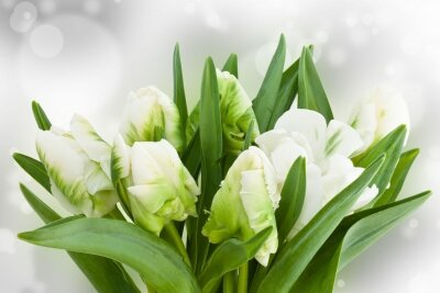 Фотообои Экзотические тюльпаны
