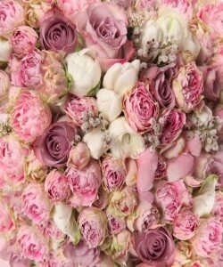 цветы, бутоны, розы, розовые